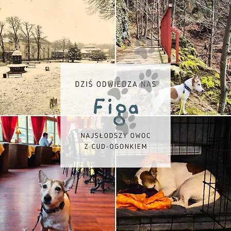 Apartament Minisowa *