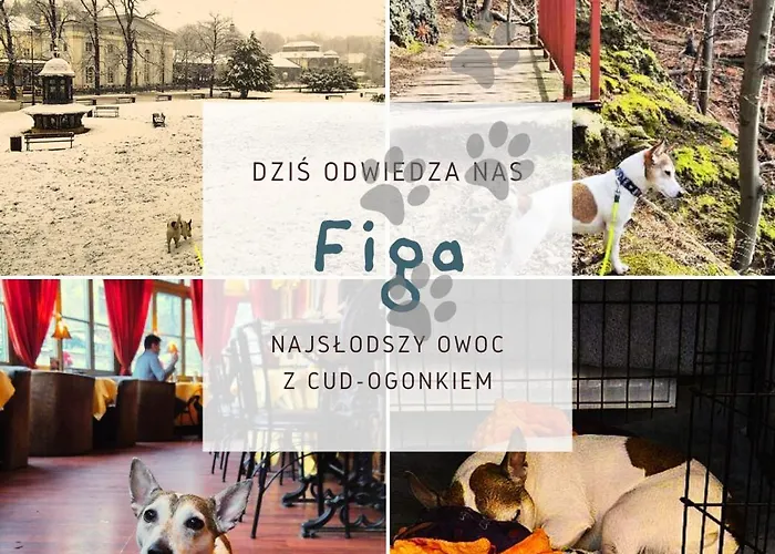 Apartament Minisowa *